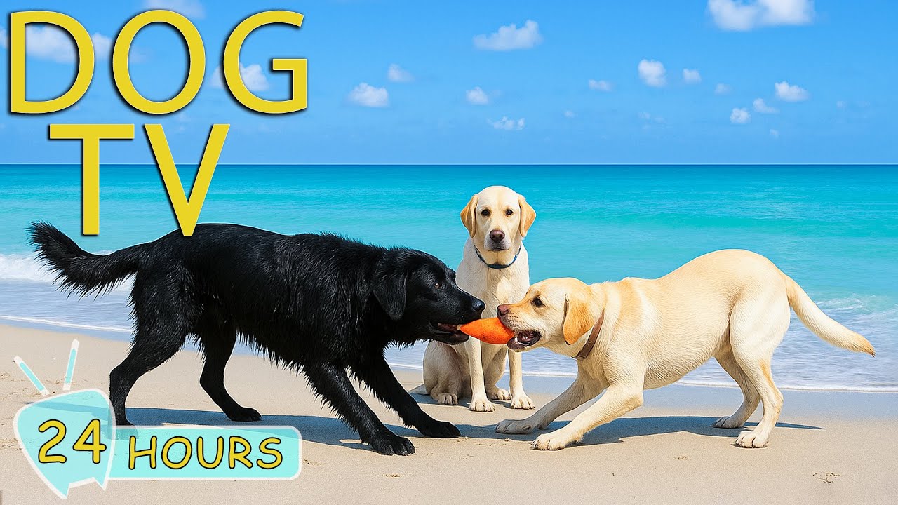 Dog TV: All-Day Happy Music & Fun Videos 🐶