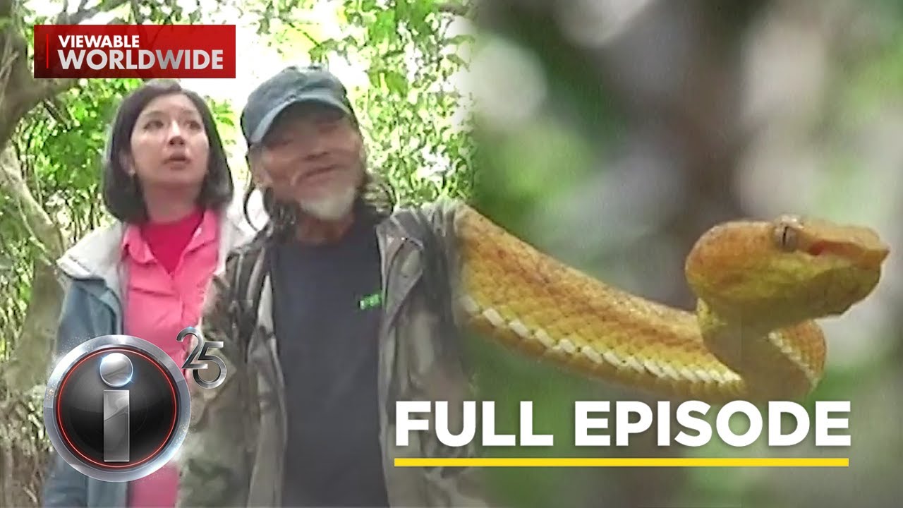 Batanes Viper Trade Exposed: Kara David’s Eye-Opening I-Witness Documentary 🐍
