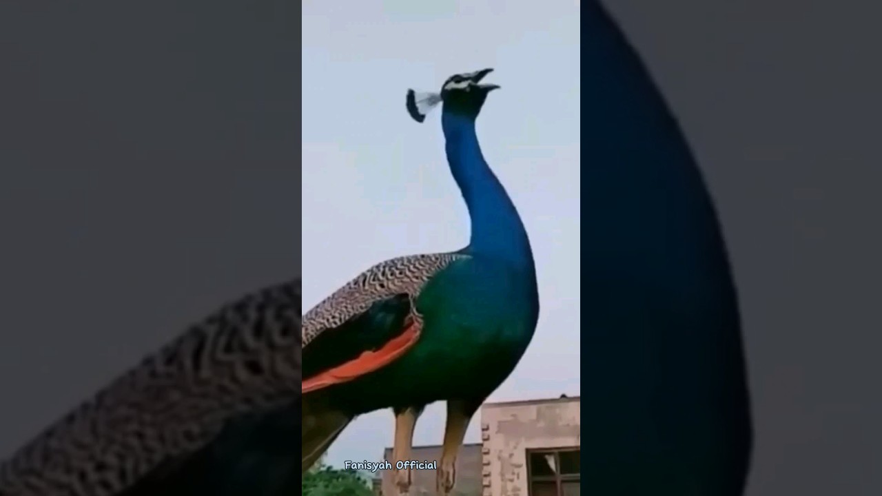 Suara Burung Merak 🦚 #shorts