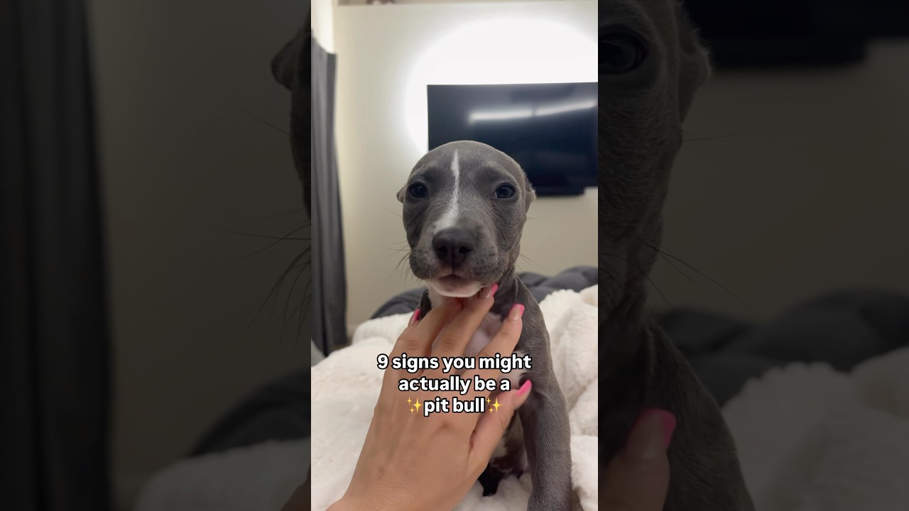 Are You Really a Pittie? 🐶