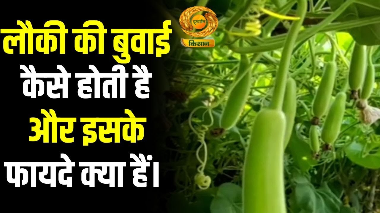 लौकी की बुवाई और फायदे | Mausam Khabar 🌱