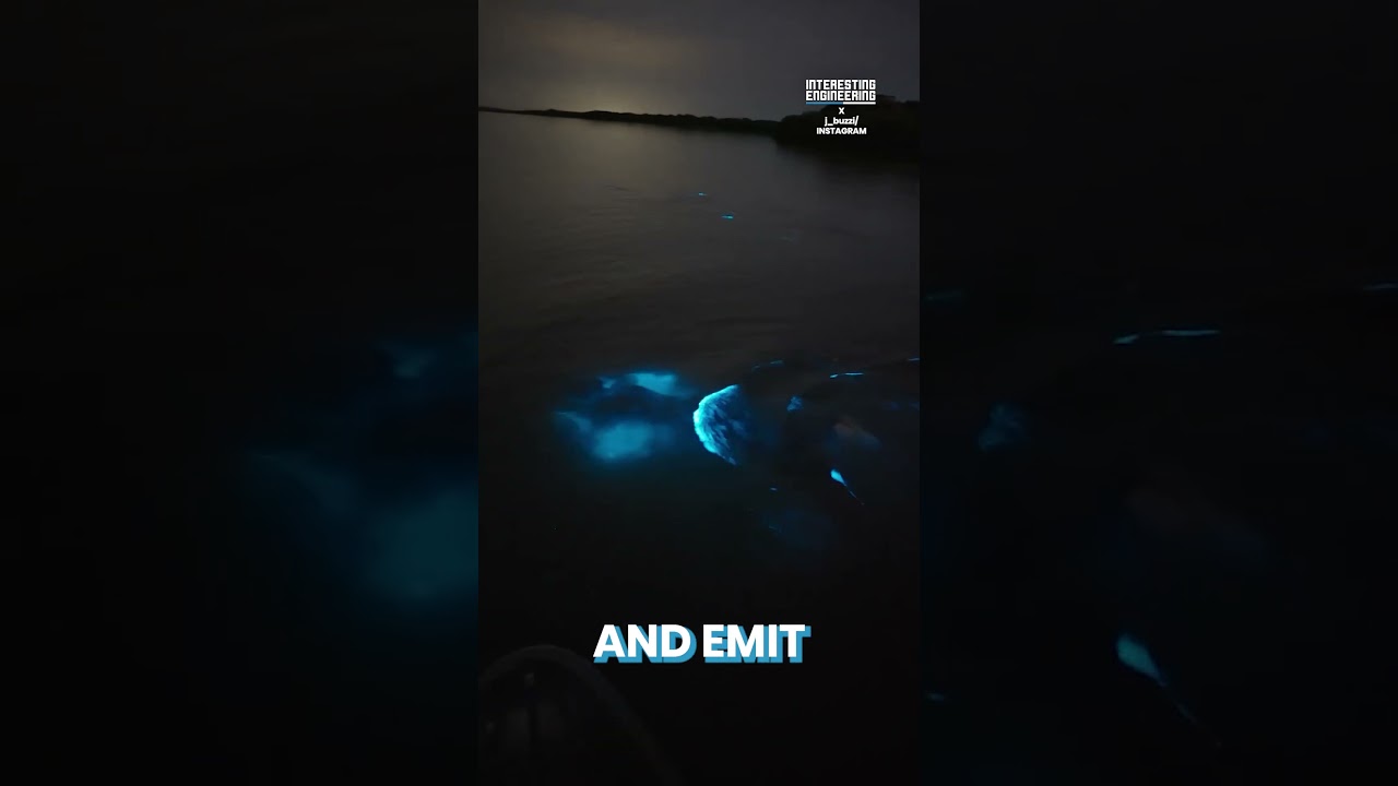Watch a Swimmer Illuminate the Night with Bioluminescent Water ✨