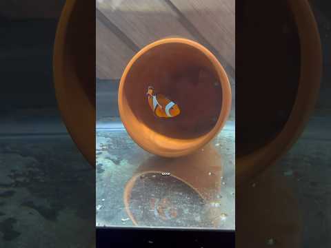 Breeding Clownfish TUTORIAL! very easy…
