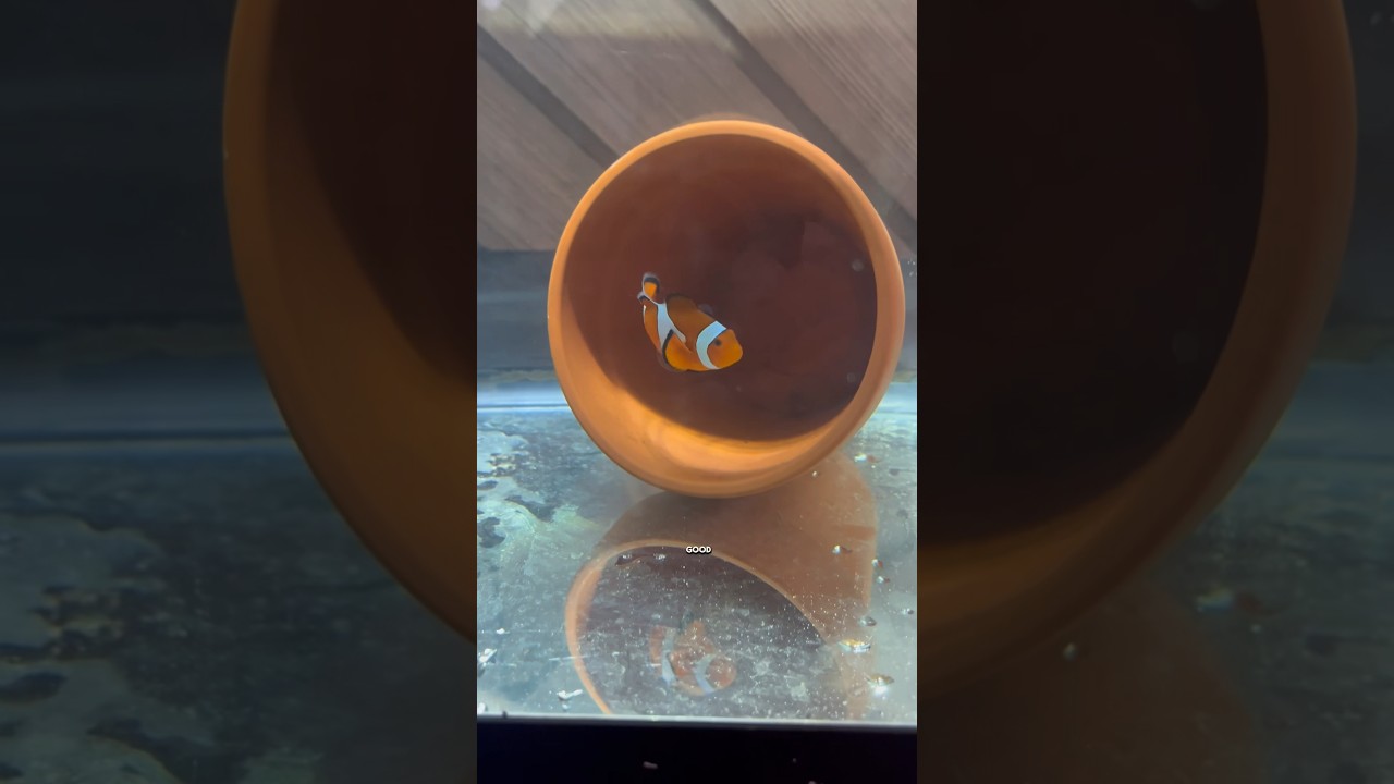 Easy Guide to Breeding Clownfish 🐠