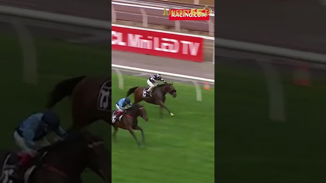 BASILINNA Heads to 2025 Melbourne Cup 🏆