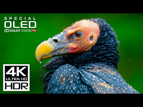 4K HDR Dolby Vision (60 FPS Video)