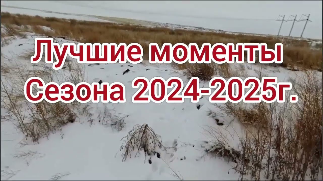Лучшие моменты охоты на зайца 2024-2025 🦌