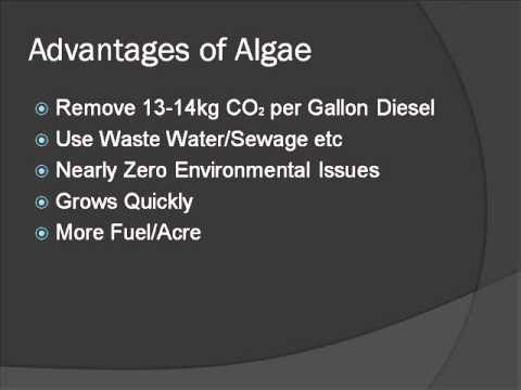 Algae as a Biofuel Source
