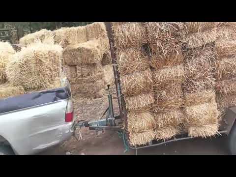 otro viaje para el potro alpacas