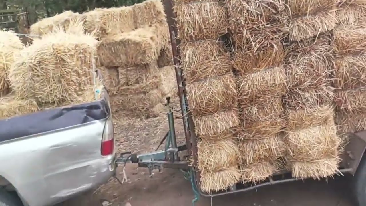 ¡Nuevo Viaje con El Potro Alpacas! 🦙 Descubre Aventuras Exclusivas