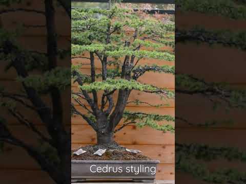 Styling a massive Cedrus atlantica bonsai.