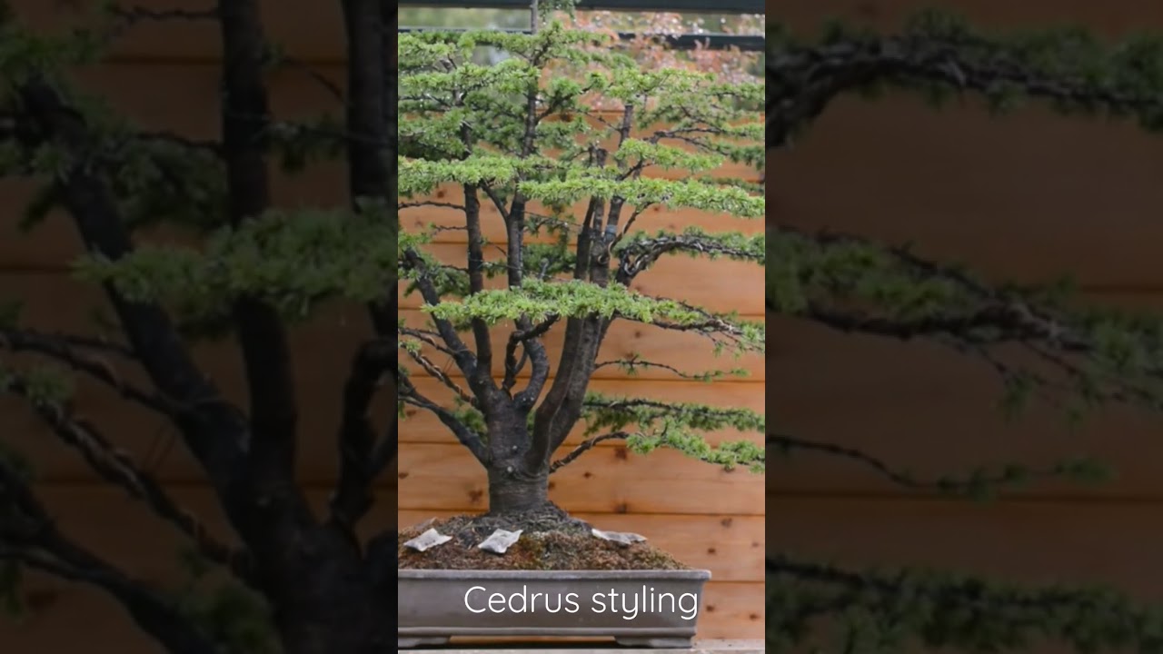 Master the Art of Styling a Majestic Cedrus Atlantica Bonsai 🌲