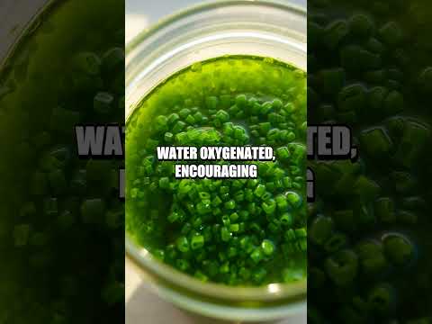 DIY Algae Biofuel - Exploring Renewable Energy Sources