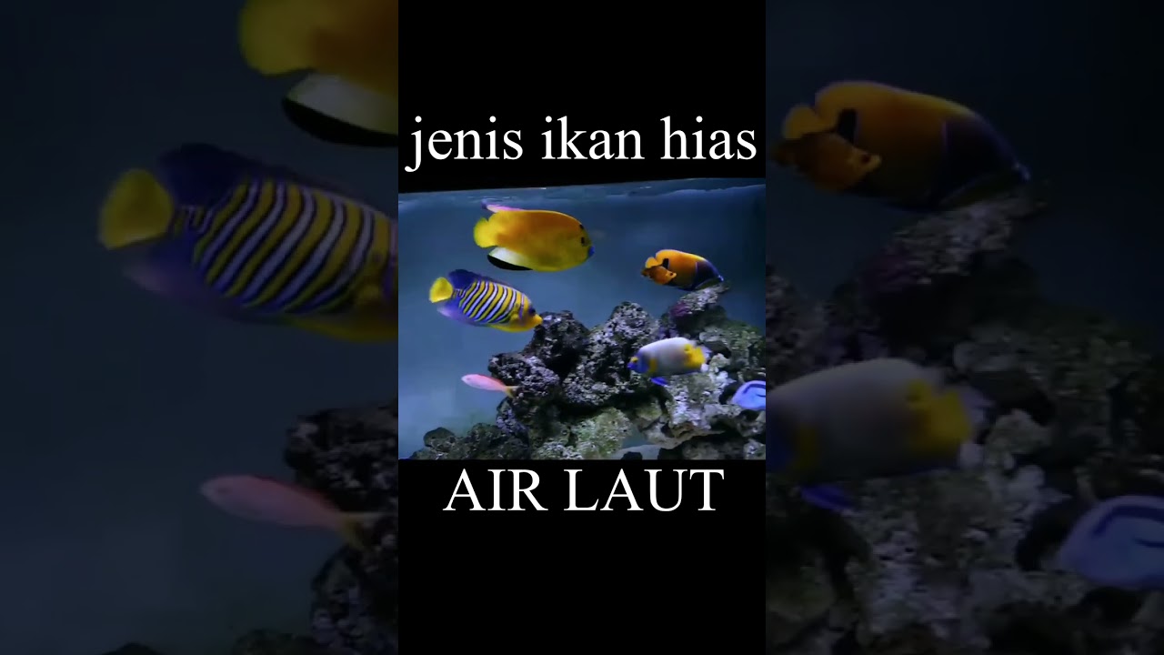 Ikan Hias Laut Mudah Dipelihara 🌊 #Shorts