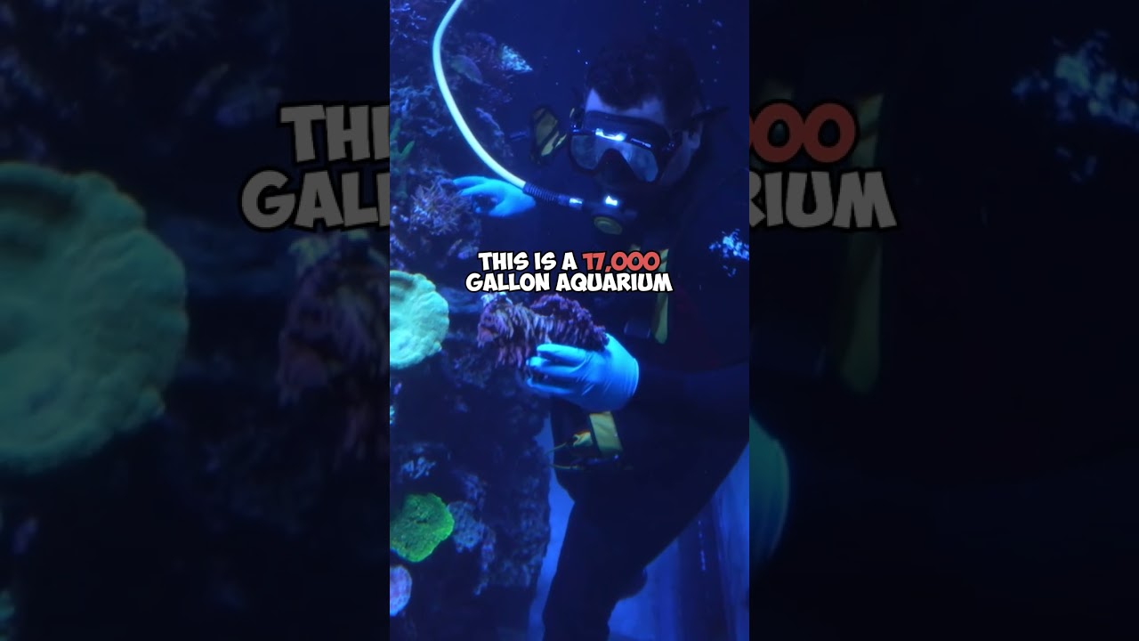 Exploring a 17,000-Gallon Aquarium 🤿