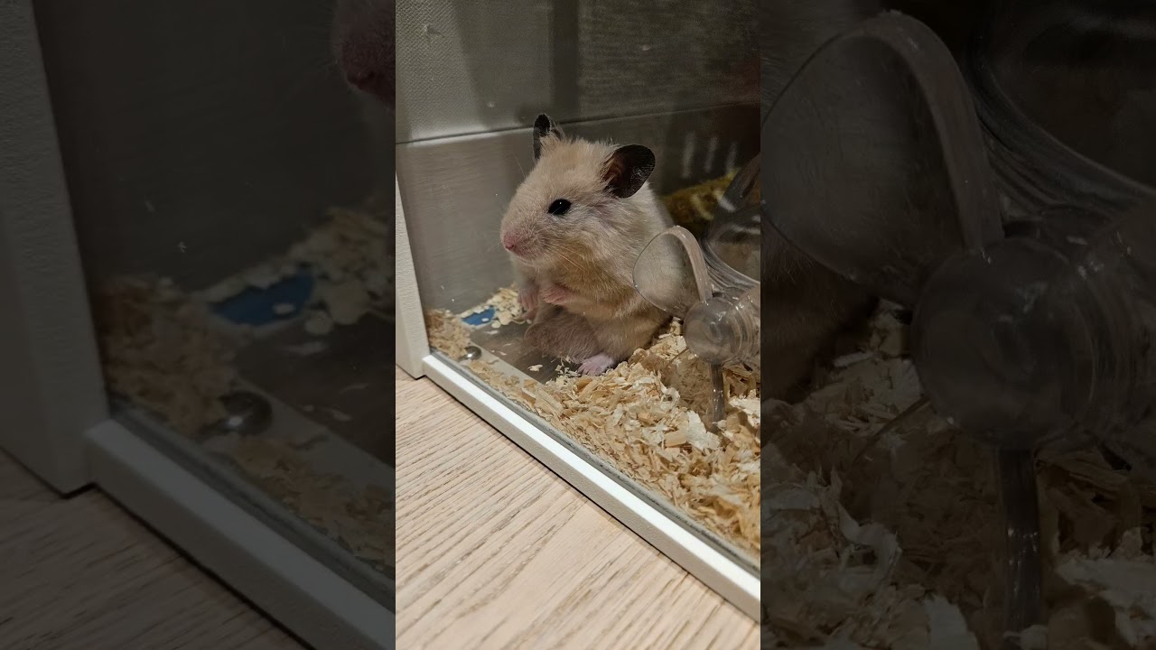 Adorable White Mini Hamster 🐹