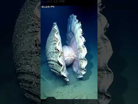 Colossal Sea Creatures Discovery😱😱😱#ocean #oceandiscovey #wilddiscovery #wildlife #CaughtOnCamera