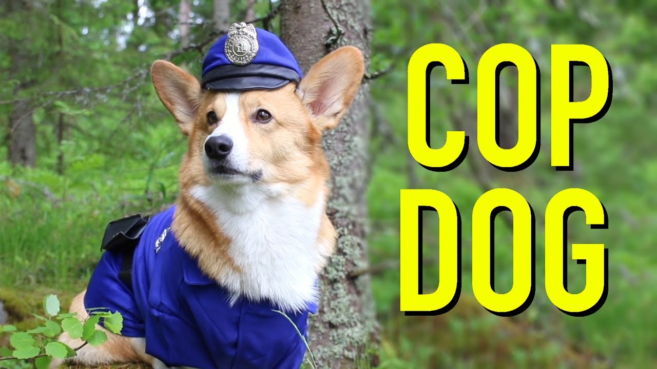 If Dogs Were Cops! 🐶😂 | Meet Topi the Corgi as a Furry Officer