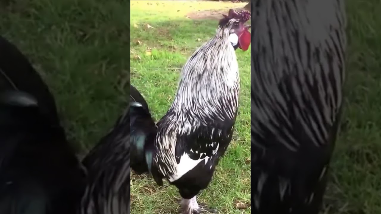 Hilarious Rooster Crowing & Laughing Compilation 🐓