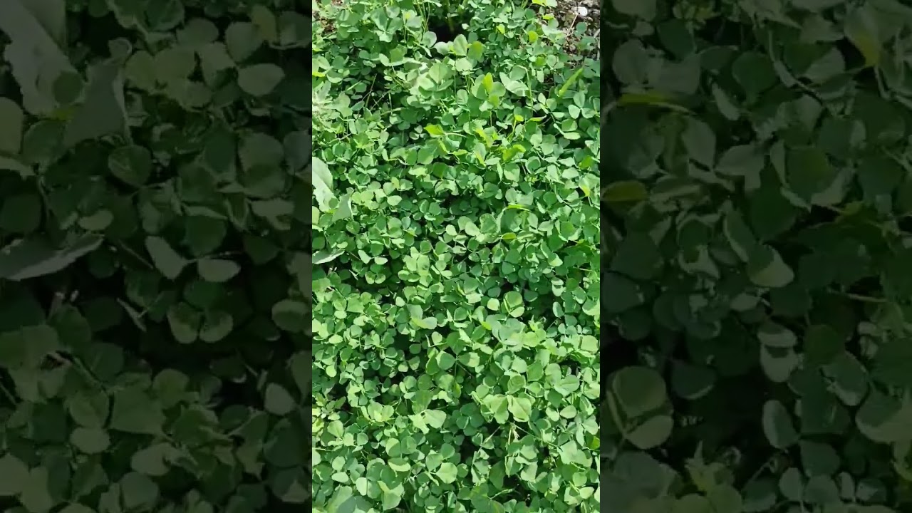 Discover the Beauty of Mathematics – Viral YouTube Video 📊