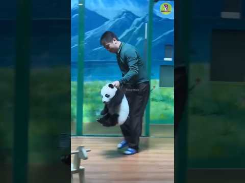 Cute Panda is very Naughty🐼😍