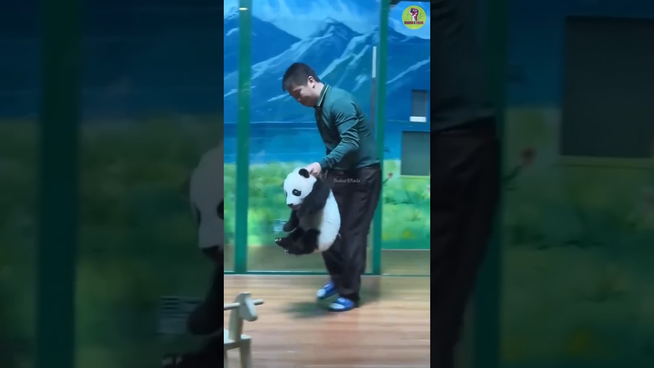 Adorable Panda Gets Playfully Naughty! 🐼