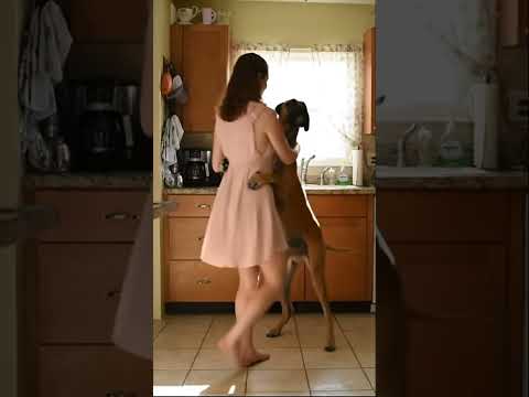 My Dog Has a Pure Heart 🐕🦺🥺 #shorts #dogbreed #goldenretreivers #puppy #goldenretriever