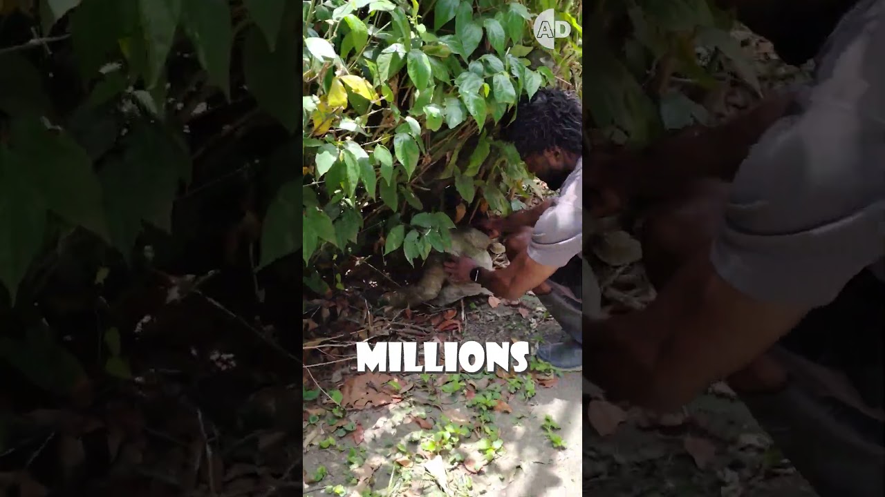 Helping a Sloth? Viral Video Warns It Can Harm 🦥