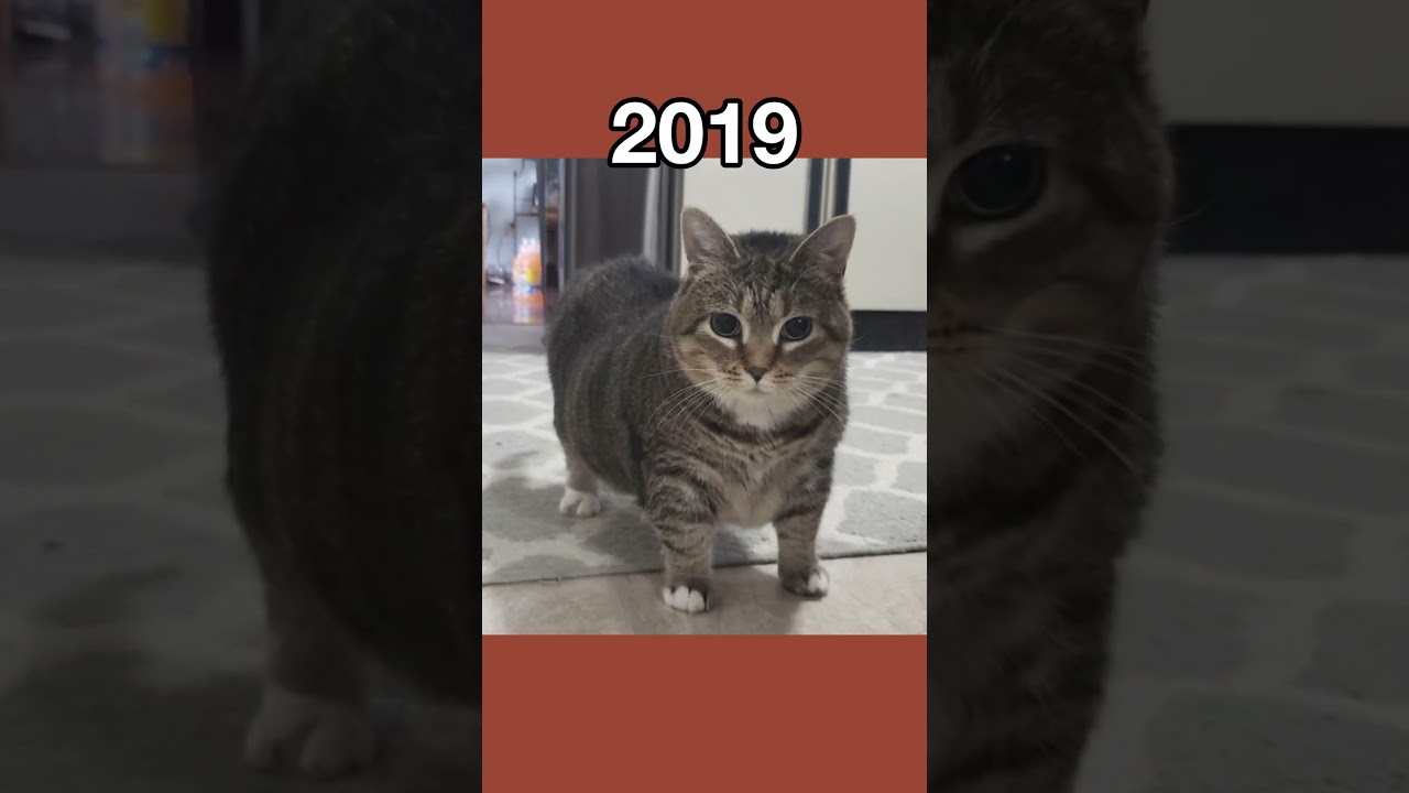 Legendary Cat Memes: Then vs Now π±