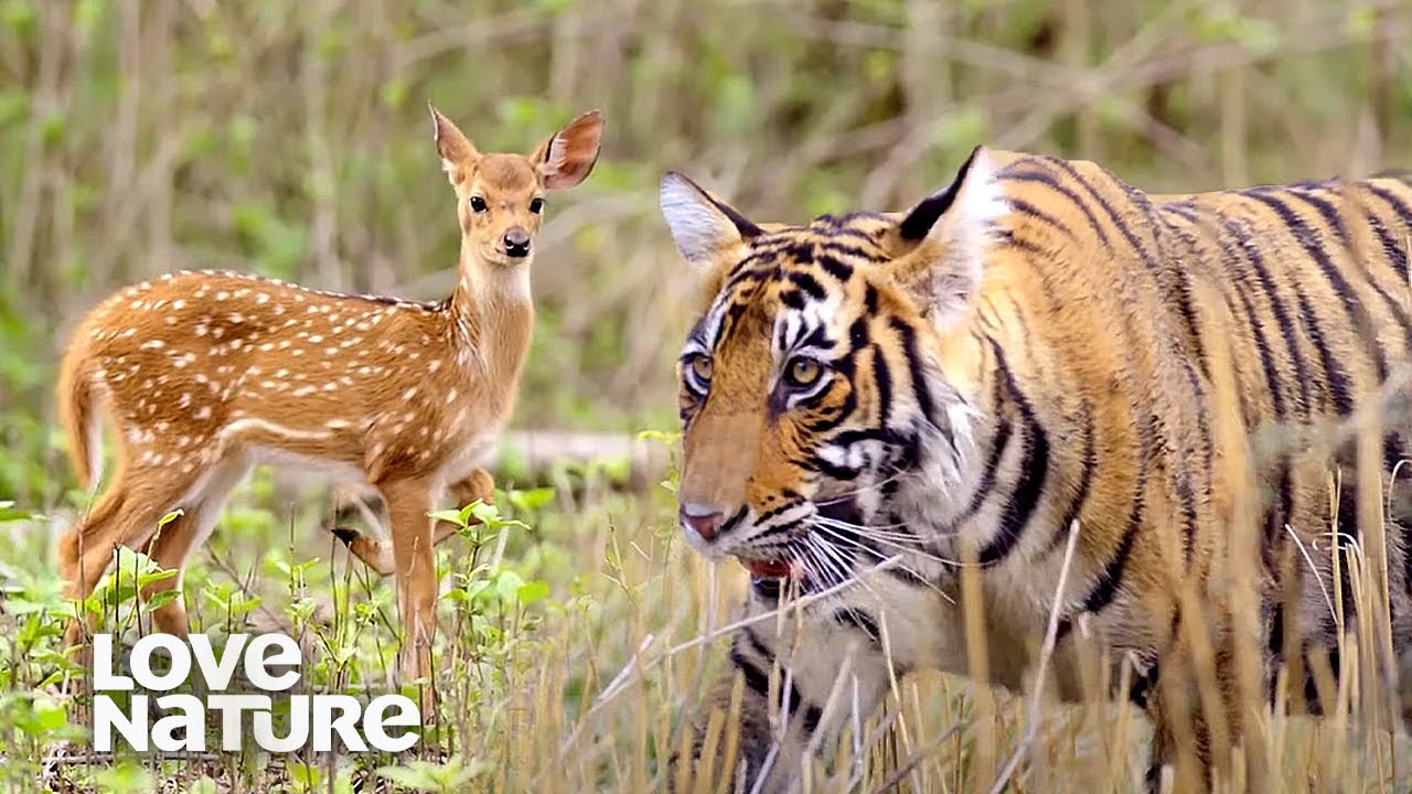 Epic Tiger Family Ambushes Deer Herd in Nagarhole National Park π
