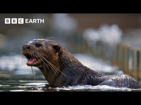 Incredible Otter Moments | BBC Earth 🦦