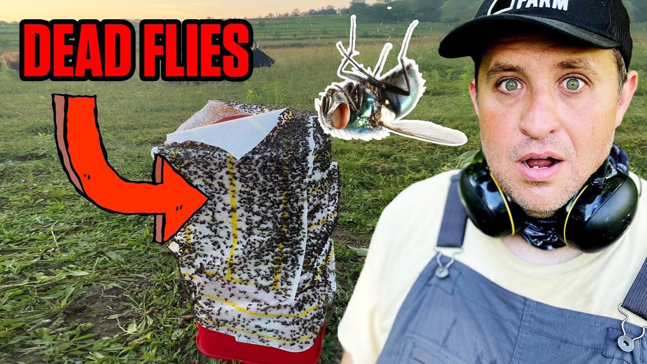 Farmer's Battle Against Flies π
