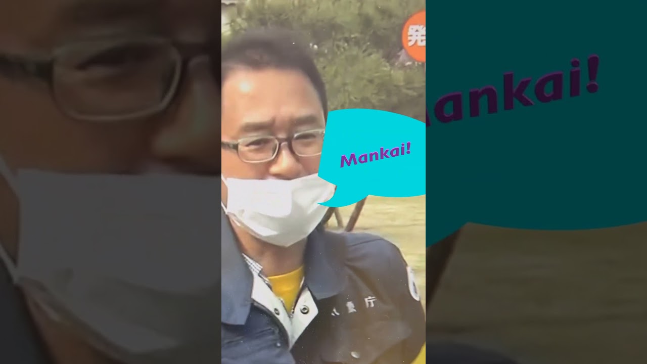 Kyoto Cherry Blossoms at Peak Bloom 2024 ๐ธ