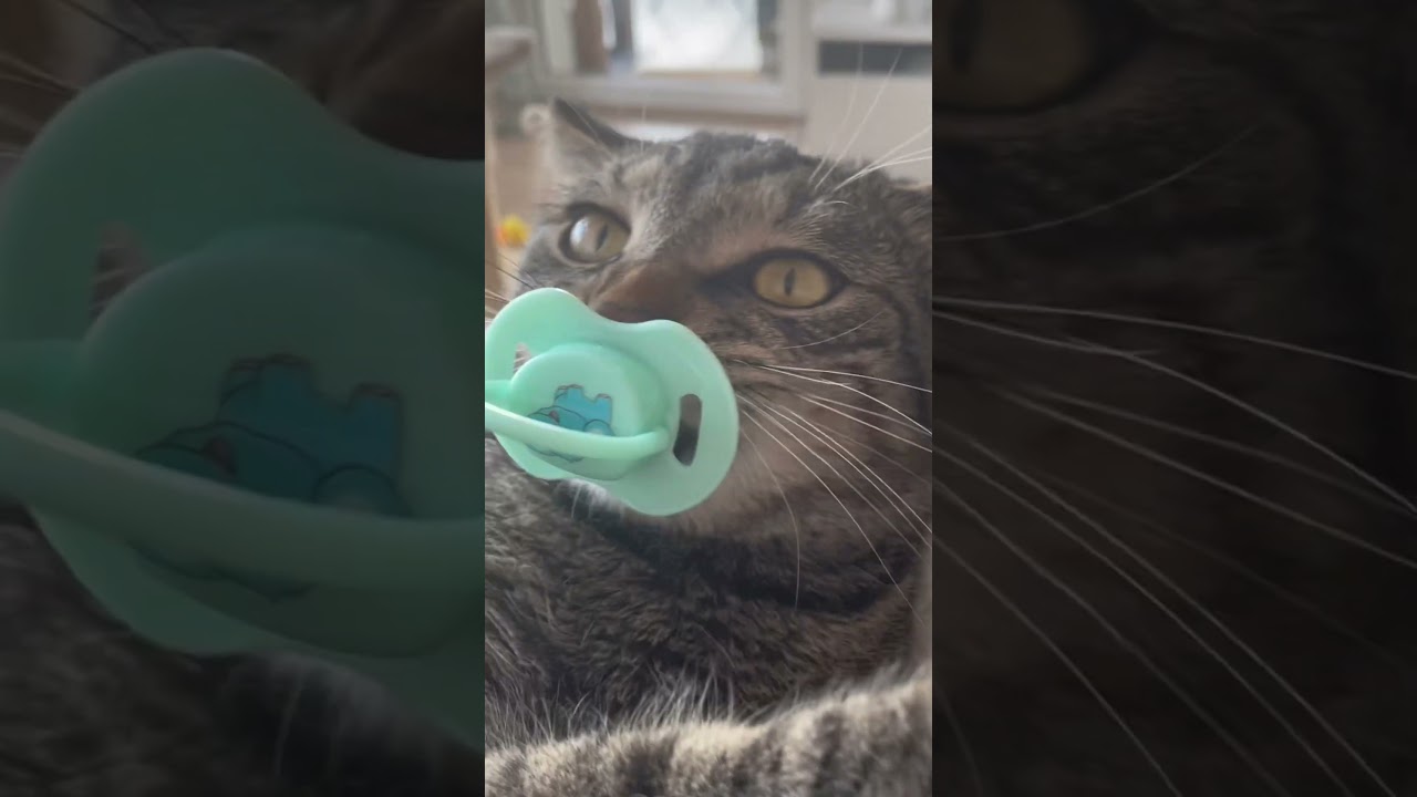 Mon chat decouvre une sucette 😂♥️