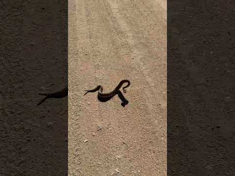 Rattlesnake Making Bad Decisions