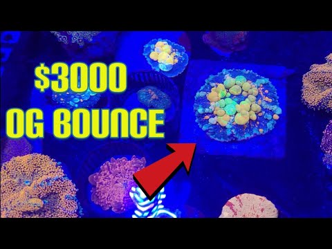 Picking Up Some Fire | Fall Coral Farmers Market
