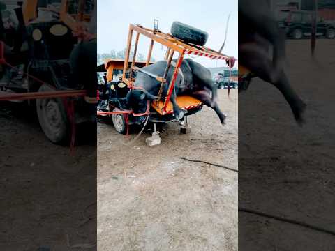 BATEU BHITTAR (Official Video) | Masoom Sharma, Ashu Twinkle | Virat, Vaishali | New Haryanvi Song