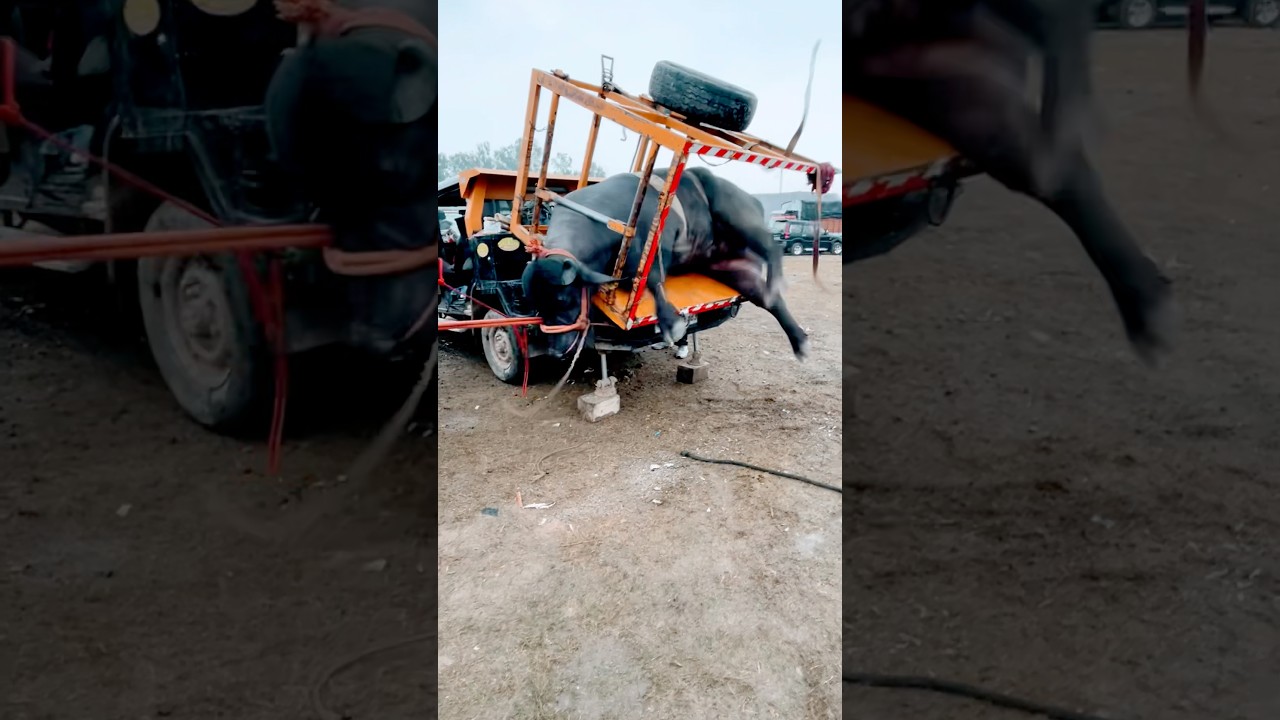 BATEU BHITTAR (Official Video) | Masoom Sharma, Ashu Twinkle