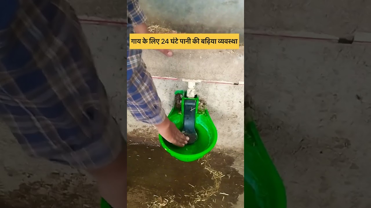 24-Hour Water Supply for Cows 🐄 by Dr. Pankaj Mahore