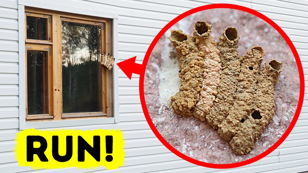 60+ Surprising Animal Facts 🐾