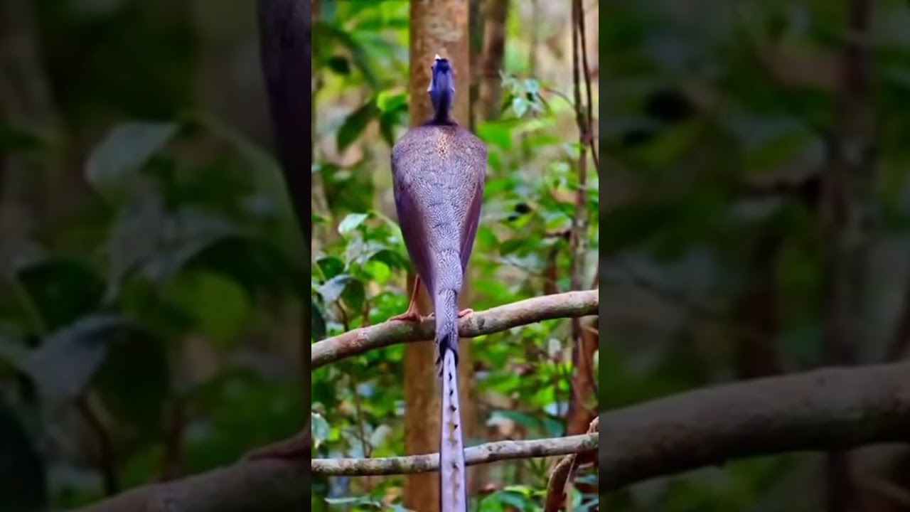 Burung Kuau Raja @D.Hewan 🦚