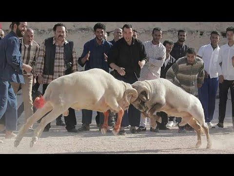 Chwereb 2 - شورب ٢ - عركة الأكباش