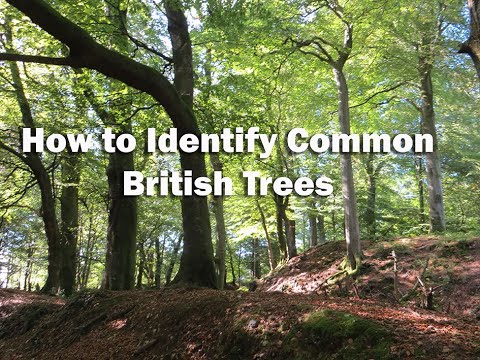 Guide to Identifying Common British Trees 🌳