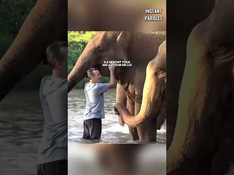 Cet homme retrouve les éléphants dont il s’est occupé après 4 ans #Shorts
