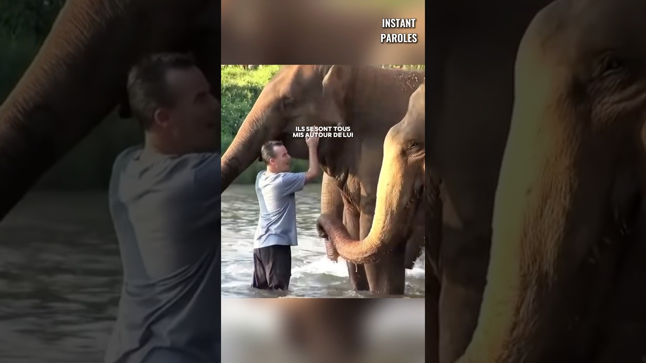 Un homme retrouve les éléphants dont il s’est occupé après 4 ans
