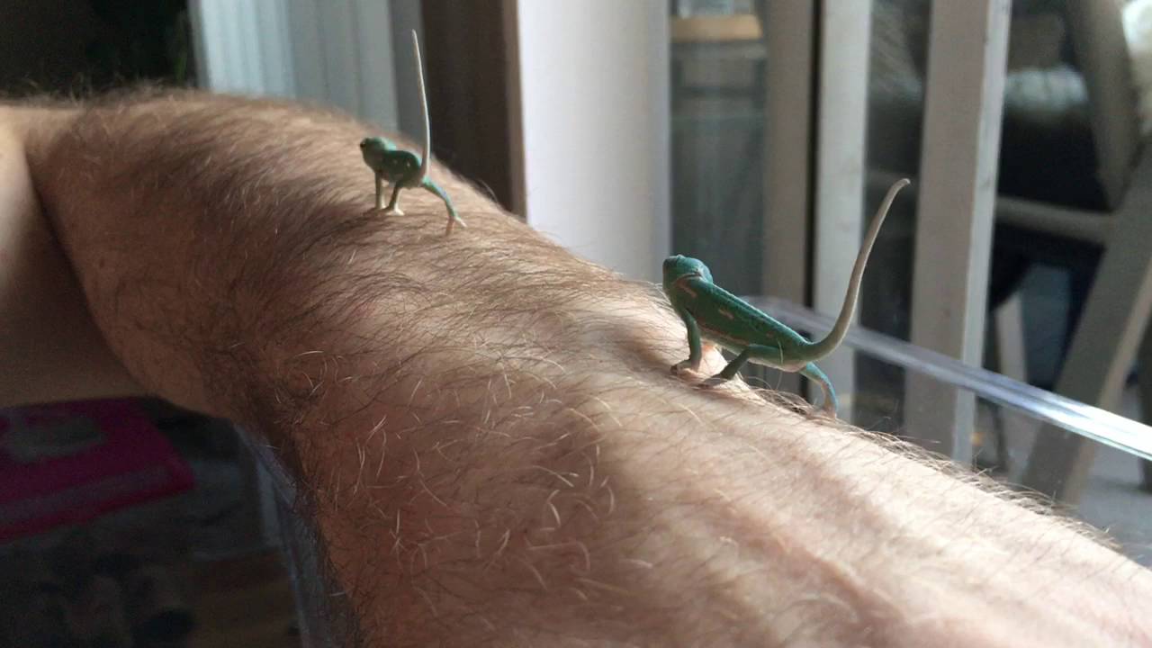 Tiny Baby Veiled Chameleons Crawl at 3 Days 🦎