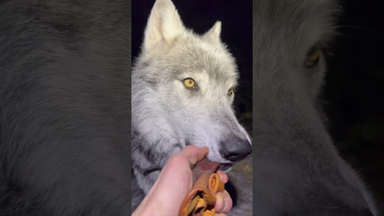 Meet the Nicest Wolf 🐺