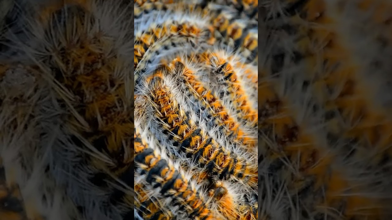 Mutant Insects Destroy Forest 🌿