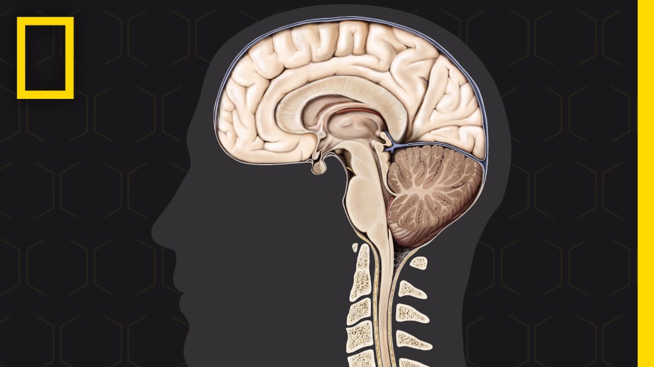 Brain 101 | National Geographic 🧠