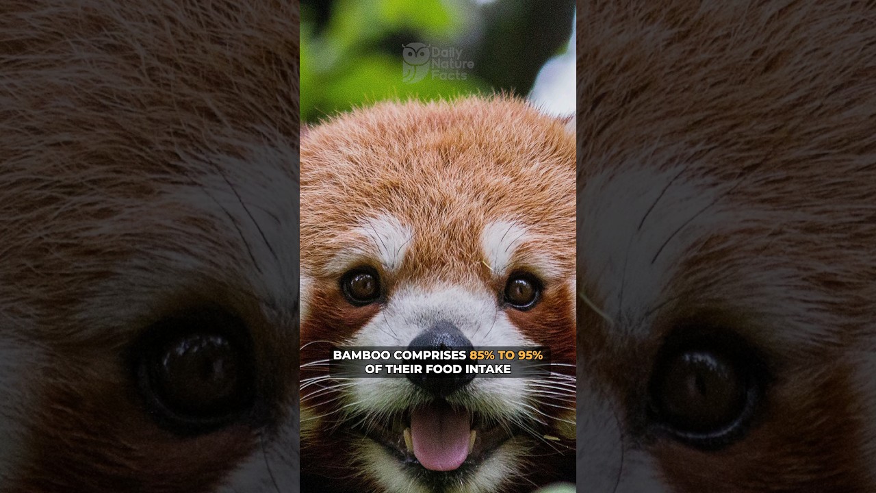 Red Pandas' Unique Bamboo Diet 🐼